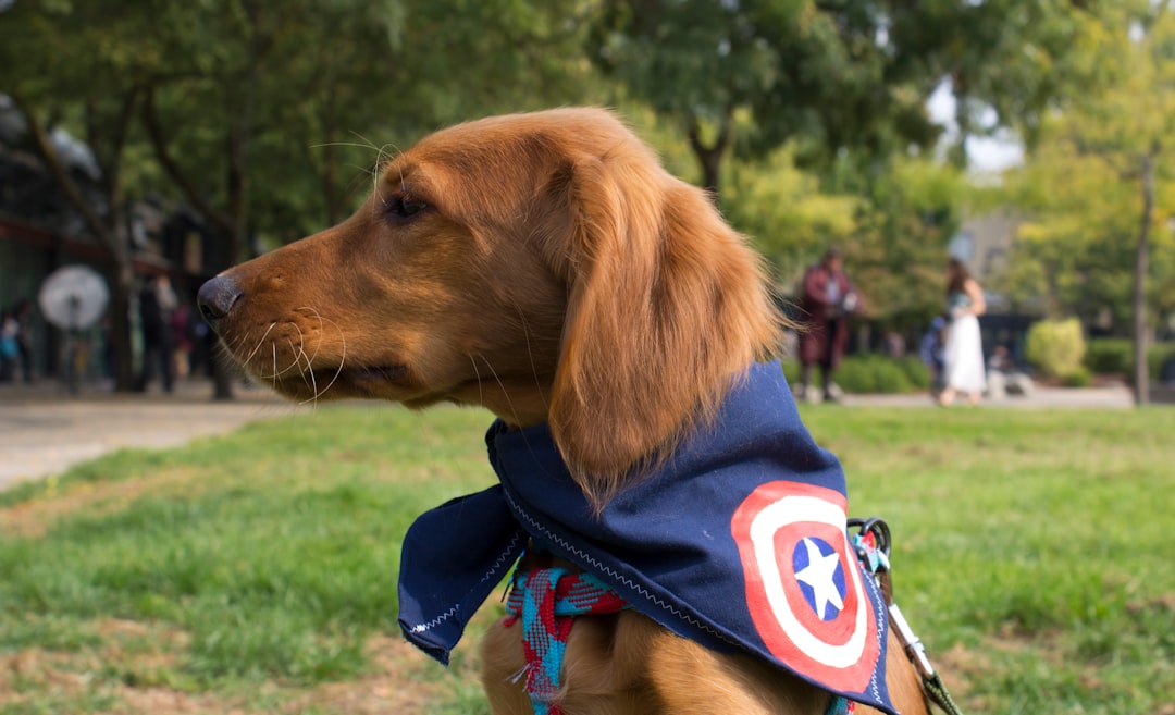 Photo Dog costume